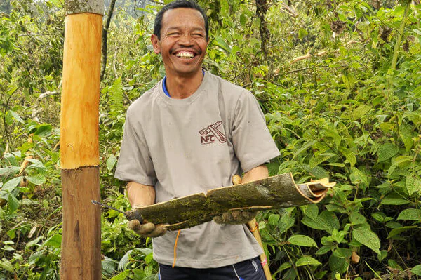 Hand-rolling cinnamon bark