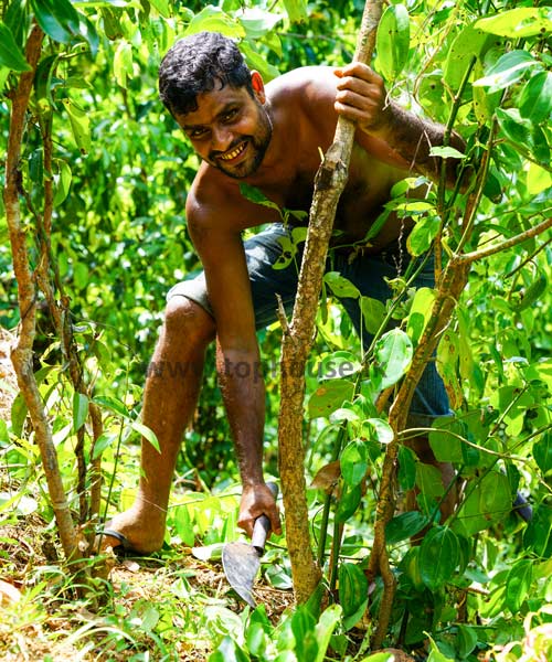 Cinnamon farm in Sri Lanka